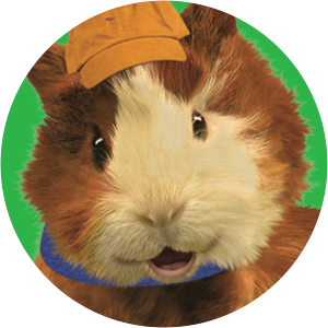 Linny The Guinea Pig