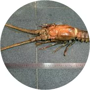 Linuparus somniosus - 