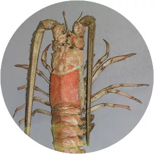 Linuparus trigonus - 