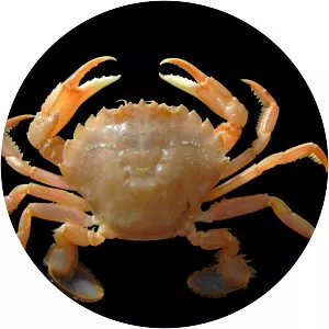 Liocarcinus holsatus