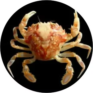 Liocarcinus marmoreus