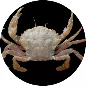 Liocarcinus