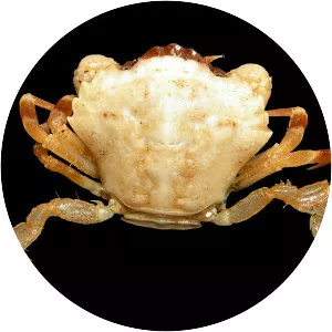 Liocarcinus pusillus