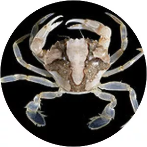 Liocarcinus vernalis