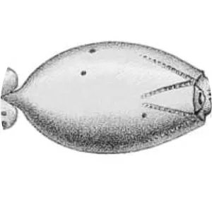 Liocranchia reinhardti