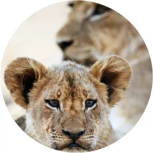 Lion Country: Night and Day