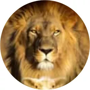 Lion of Judah photograph