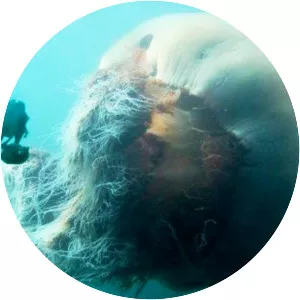 Lion's mane jellyfish - Animal