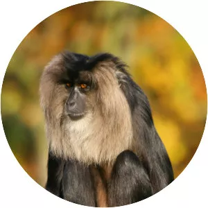 Lion-tailed macaque