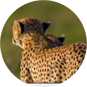 Lion vs CheetahSince 2012 - TV program