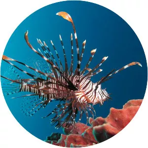 Lionfish