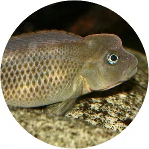 Lionhead cichlid