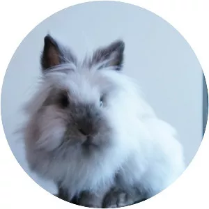 Lionhead rabbit