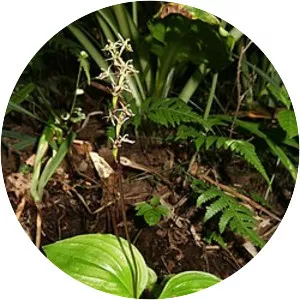 Liparis auriculata - Plants