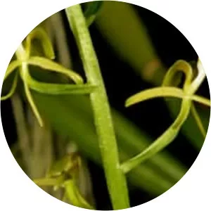 Liparis bootanensis - Plants