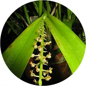 Liparis condylobulbon - Plants