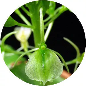 Liparis cordifolia - 