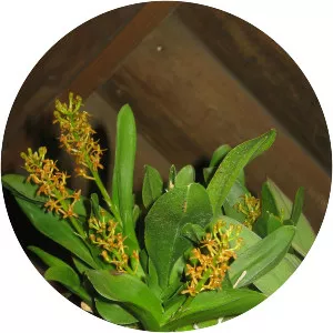 Liparis grossa - Plants