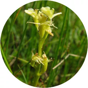 Liparis loeselii - Plants