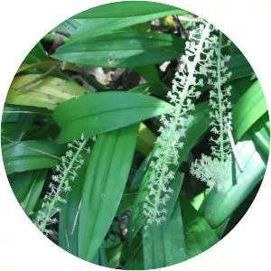 Liparis viridiflora - Plants