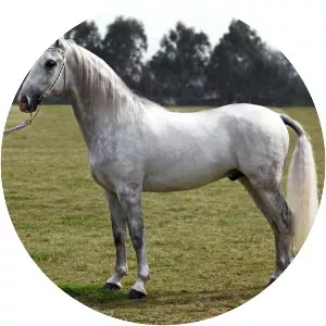 Lipizzan