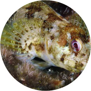 Lipophrys trigloides