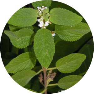 Lippia graveolens
