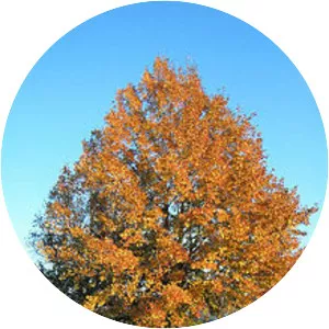 Liquidambar formosana - Plants