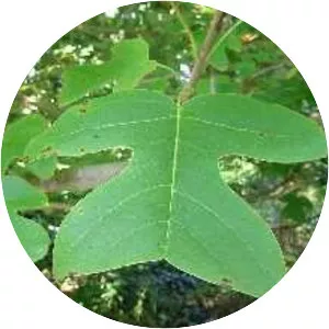 Liriodendron chinense