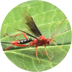 Lissopimpla excelsa