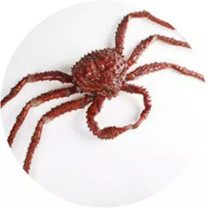 Lithodes aequispinus