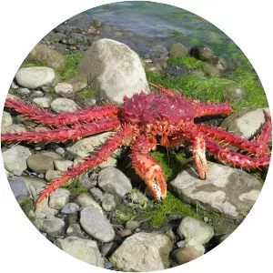 Lithodes santolla - Animal