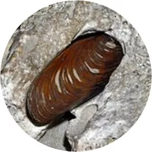 Lithophaga lithophaga