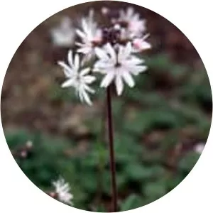 Lithophragma parviflorum