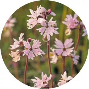 Lithophragma