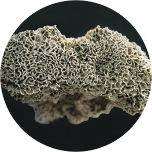 Lithophyllum byssoides - 