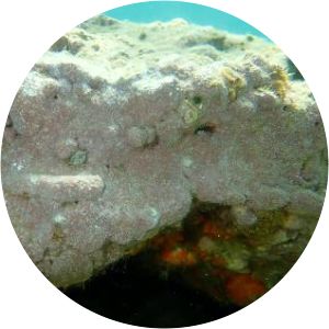 Lithophyllum incrustans - 