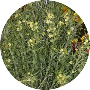 Lithospermum ruderale