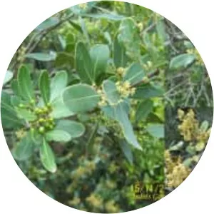 Lithraea brasiliensis - 