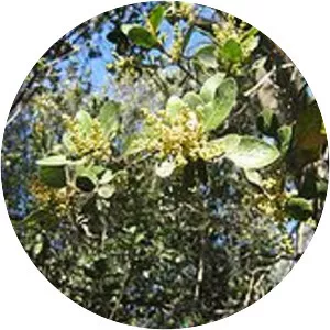 Lithraea caustica - Plants