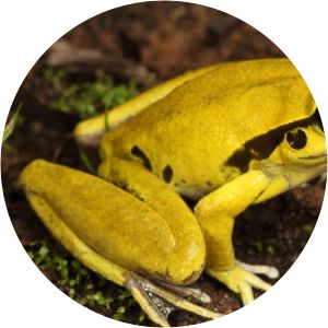 Litoria wilcoxii