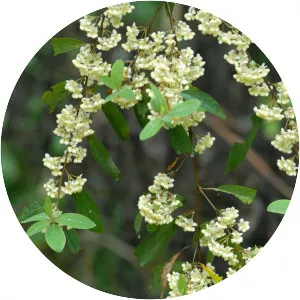 Litsea cubeba