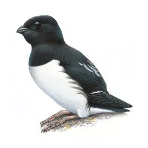 Little auk - Birds