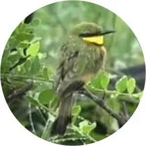 Little bee-eater