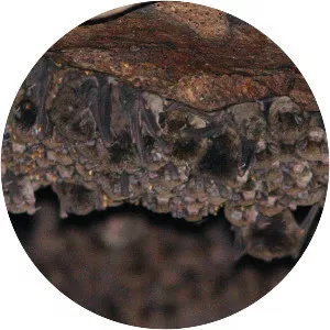 Little bent-wing bat - Animal