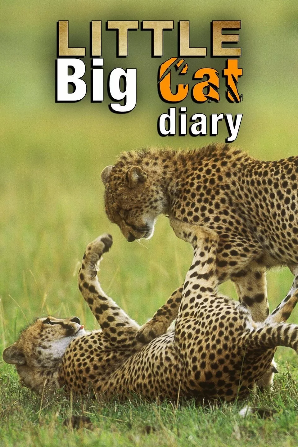 Little Big Cat Diary2008 - TV program