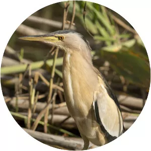 Little bittern