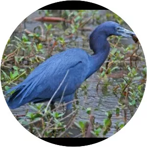 Little blue heron