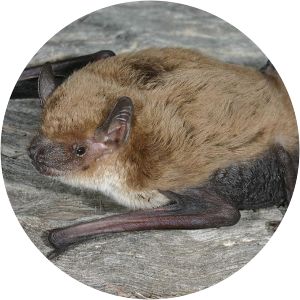 Little broad-nosed bat - Animal