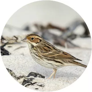 Little bunting - Birds
